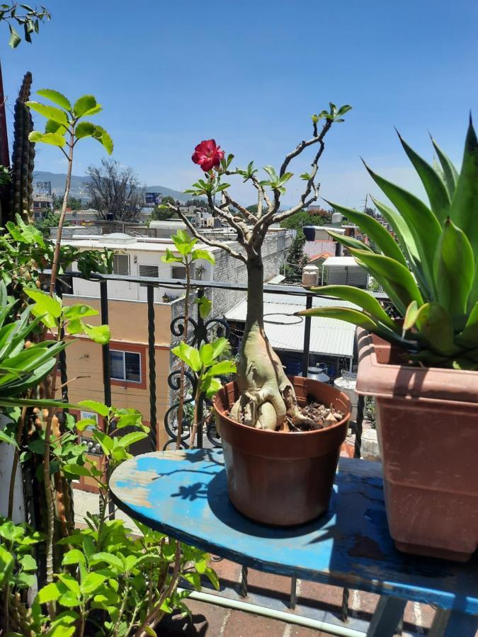 La Terraza del Pochote Oaxaca Exterior foto